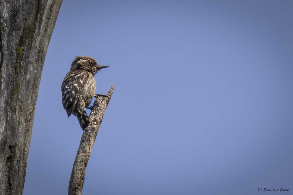 Brown-capped Pygmy Woodpecker - ML637973449