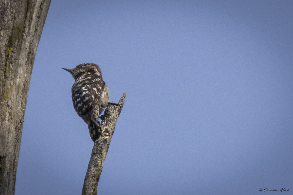 Brown-capped Pygmy Woodpecker - ML637973451