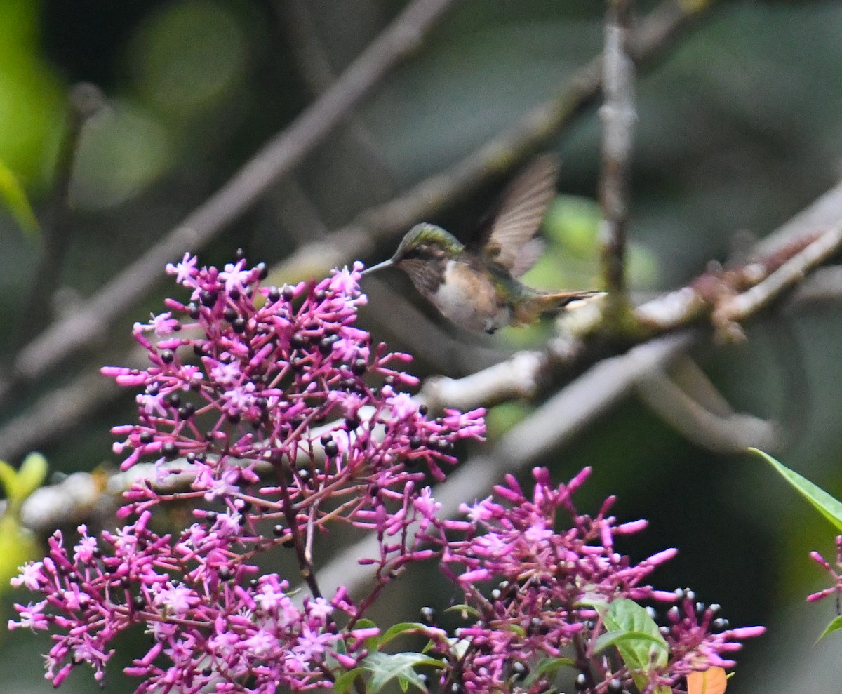 Scintillant Hummingbird - ML637973489