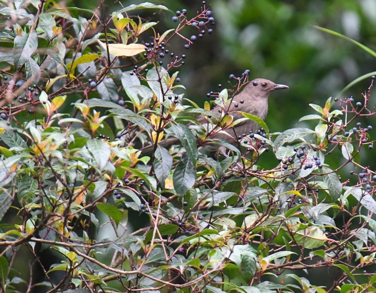 Mountain Thrush - ML637973515