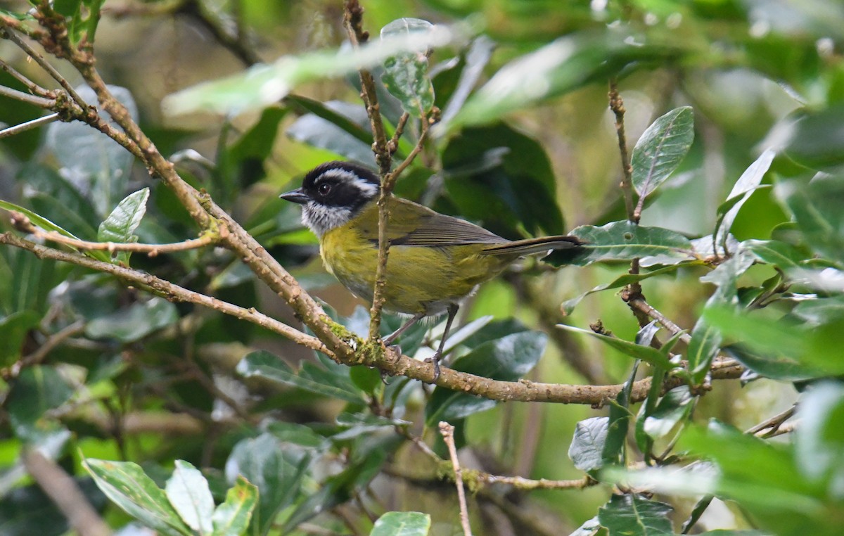 Sooty-capped Chlorospingus - ML637973519