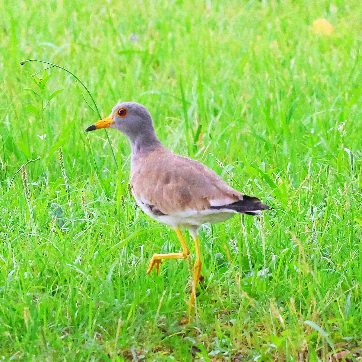 Avefría Ceniza - ML637973539