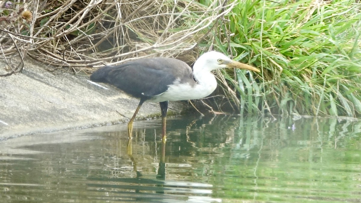 Pied Heron - ML637973551