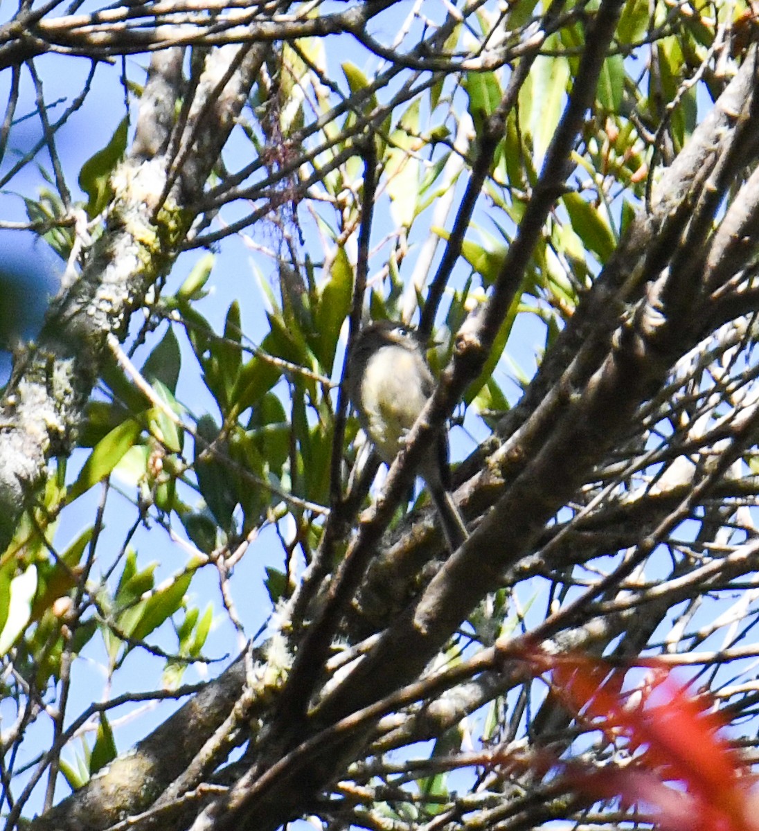 Black-capped Flycatcher - ML637973583