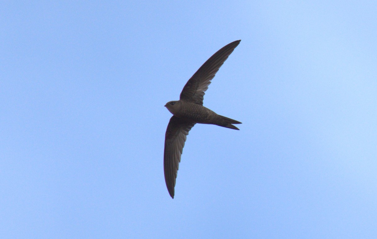 Vencejo Unicolor - ML637973624