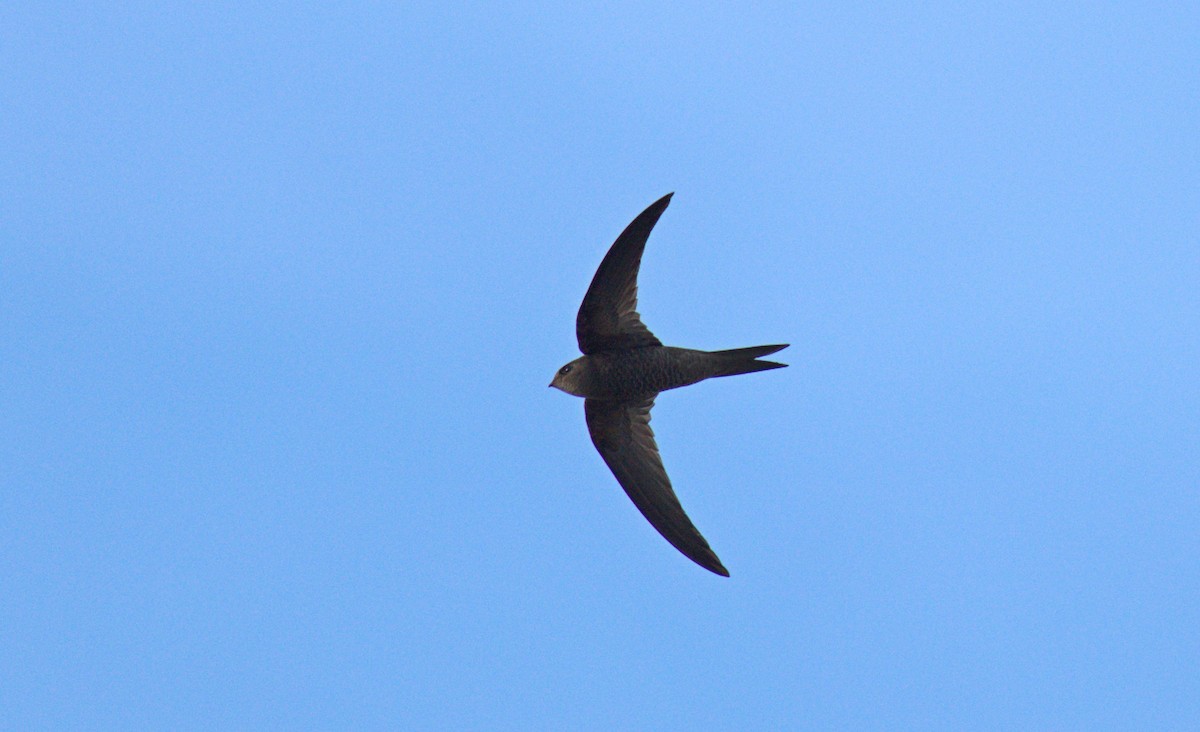 Vencejo Unicolor - ML637973629