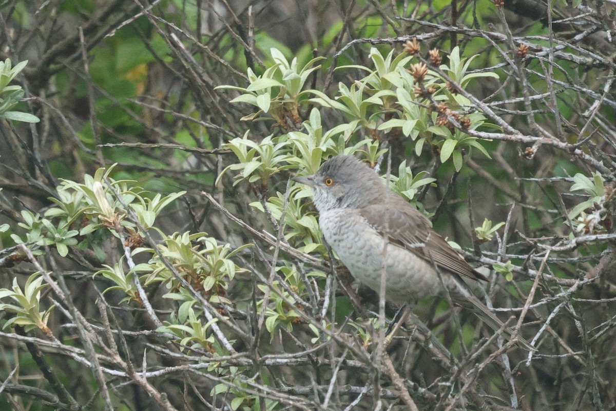 Barred Warbler - ML637973630