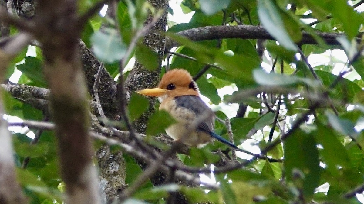 Yellow-billed Kingfisher - ML637973663