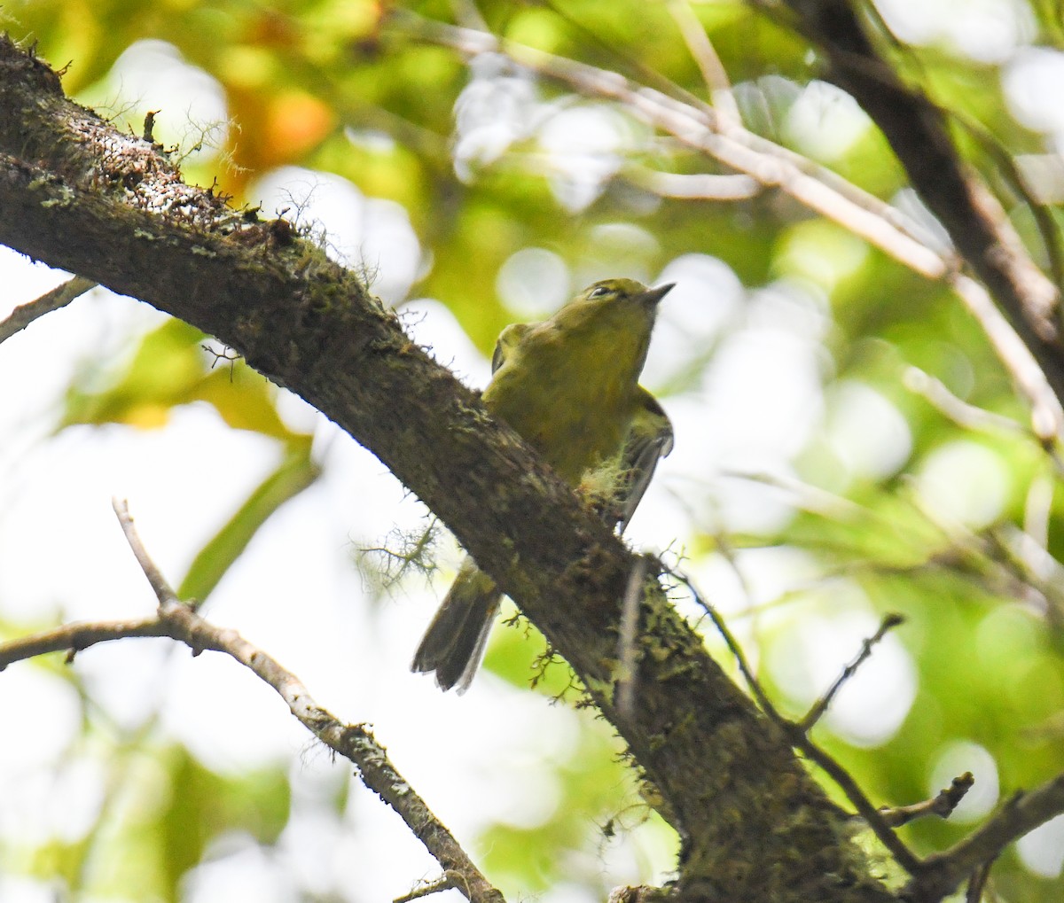 Yellow-winged Vireo - ML637973681
