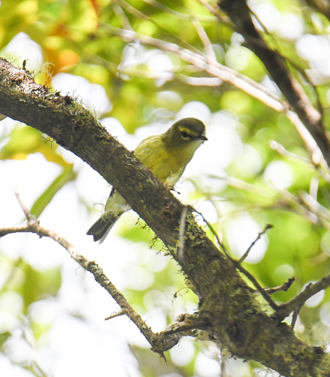Yellow-winged Vireo - ML637973682