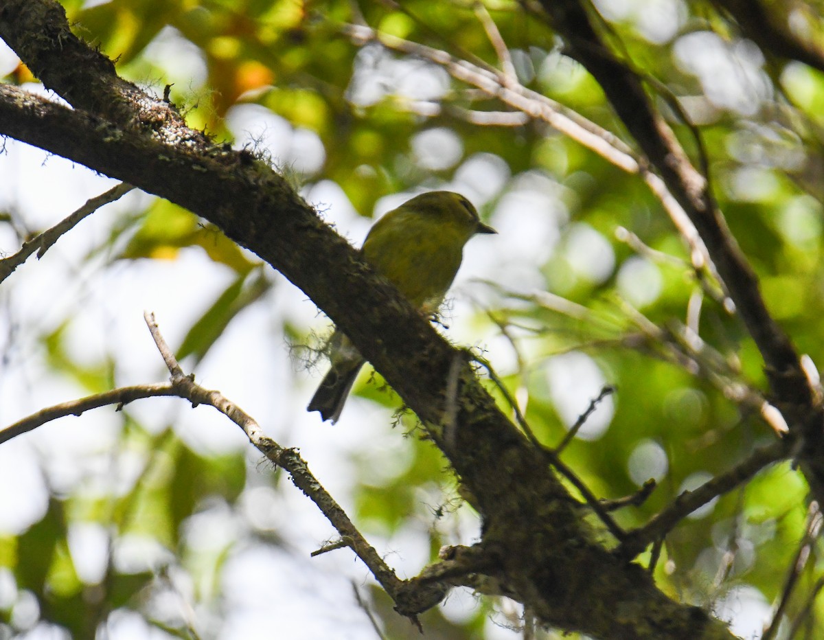 Yellow-winged Vireo - ML637973683