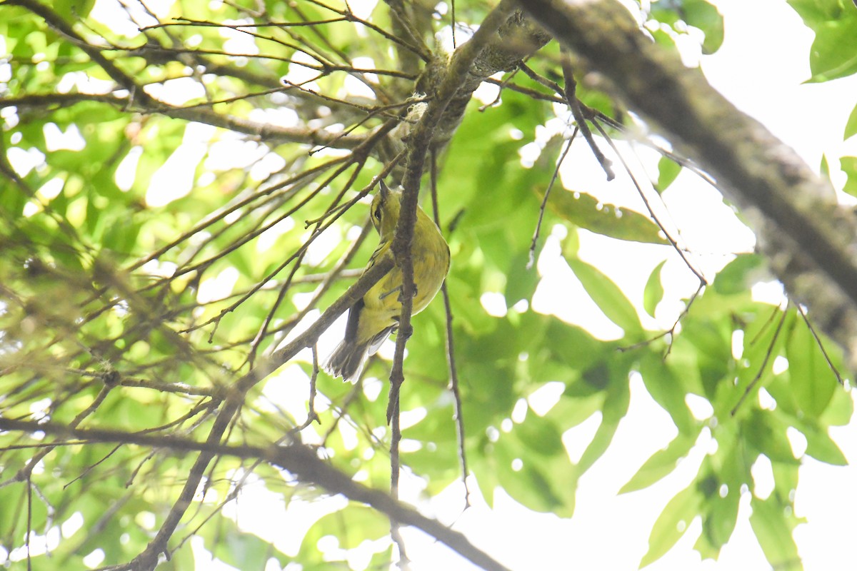 Yellow-winged Vireo - ML637973684