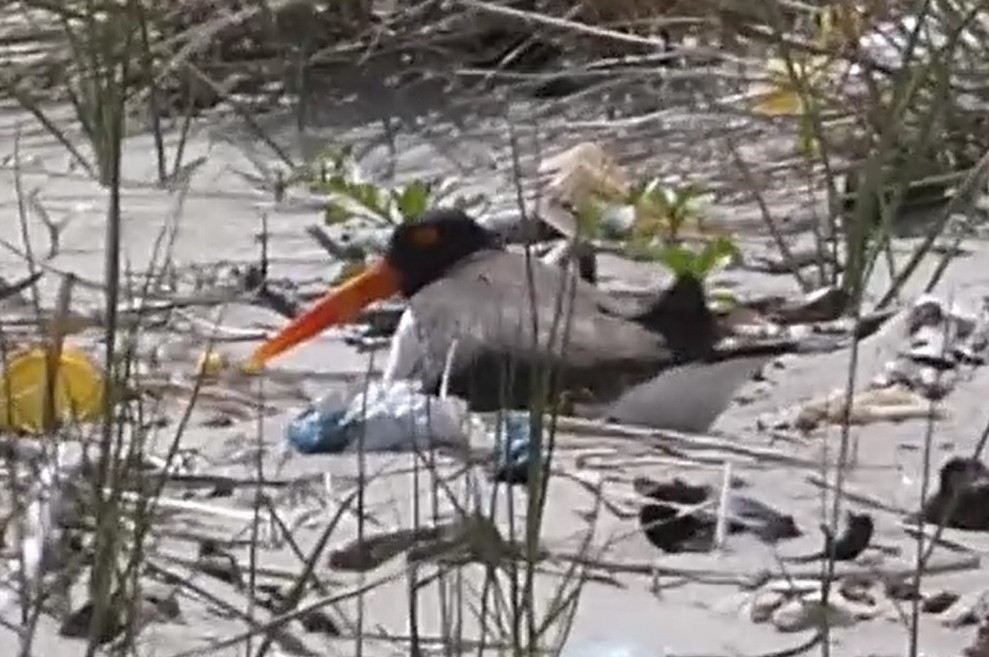 American Oystercatcher - ML637973689