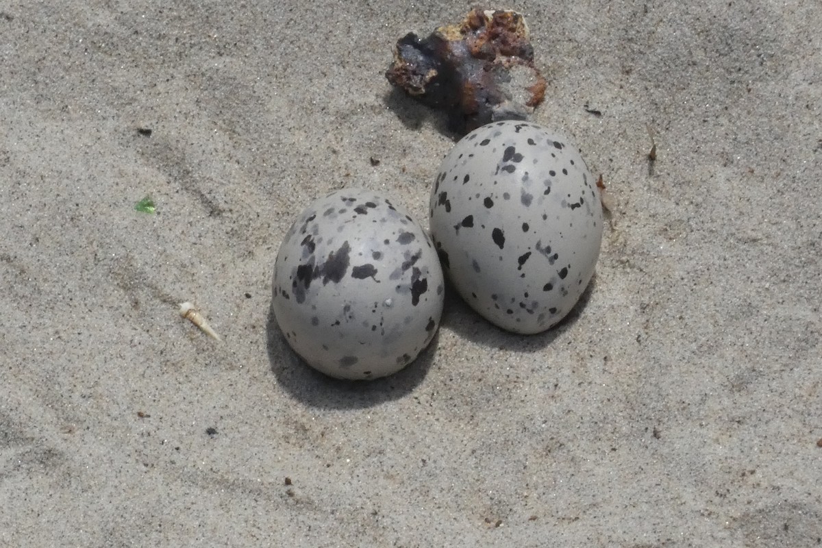 American Oystercatcher - ML637973690