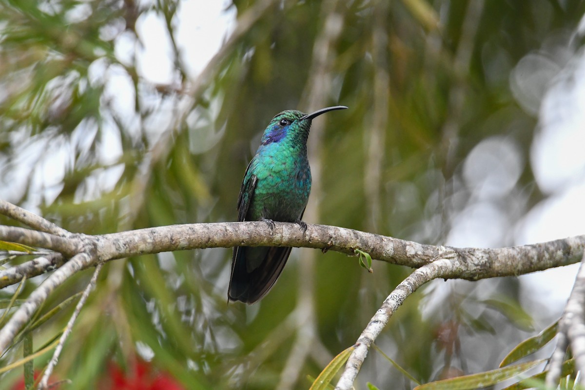 Lesser Violetear - ML637973691