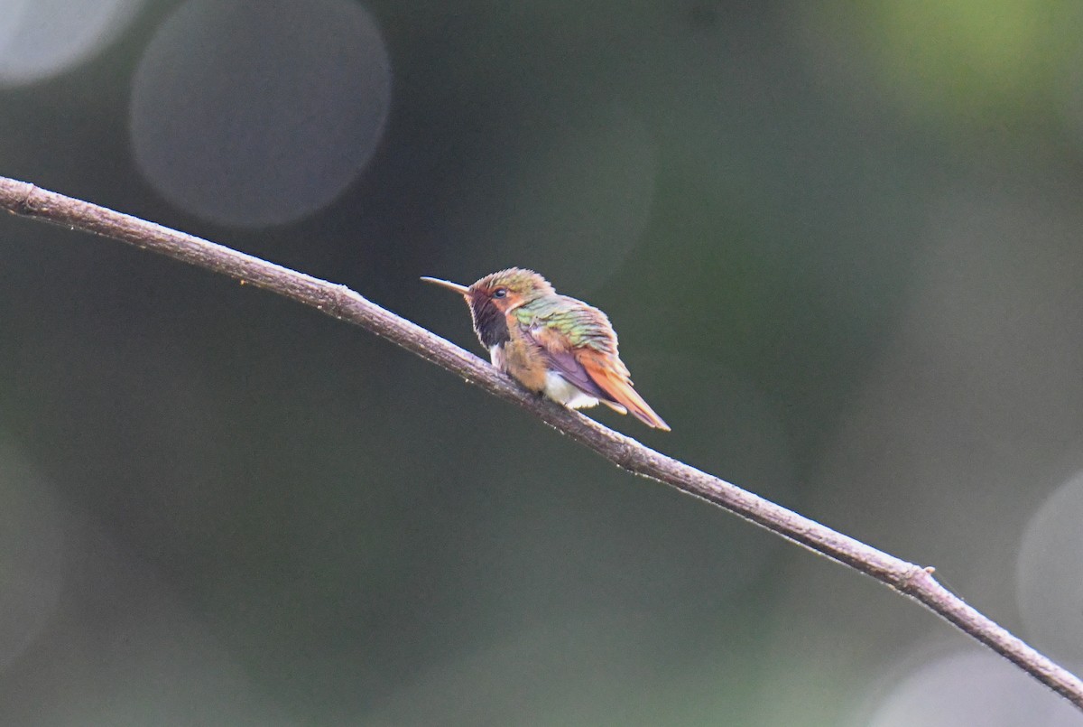 kalypta vulkánová (ssp. torridus) - ML637973698