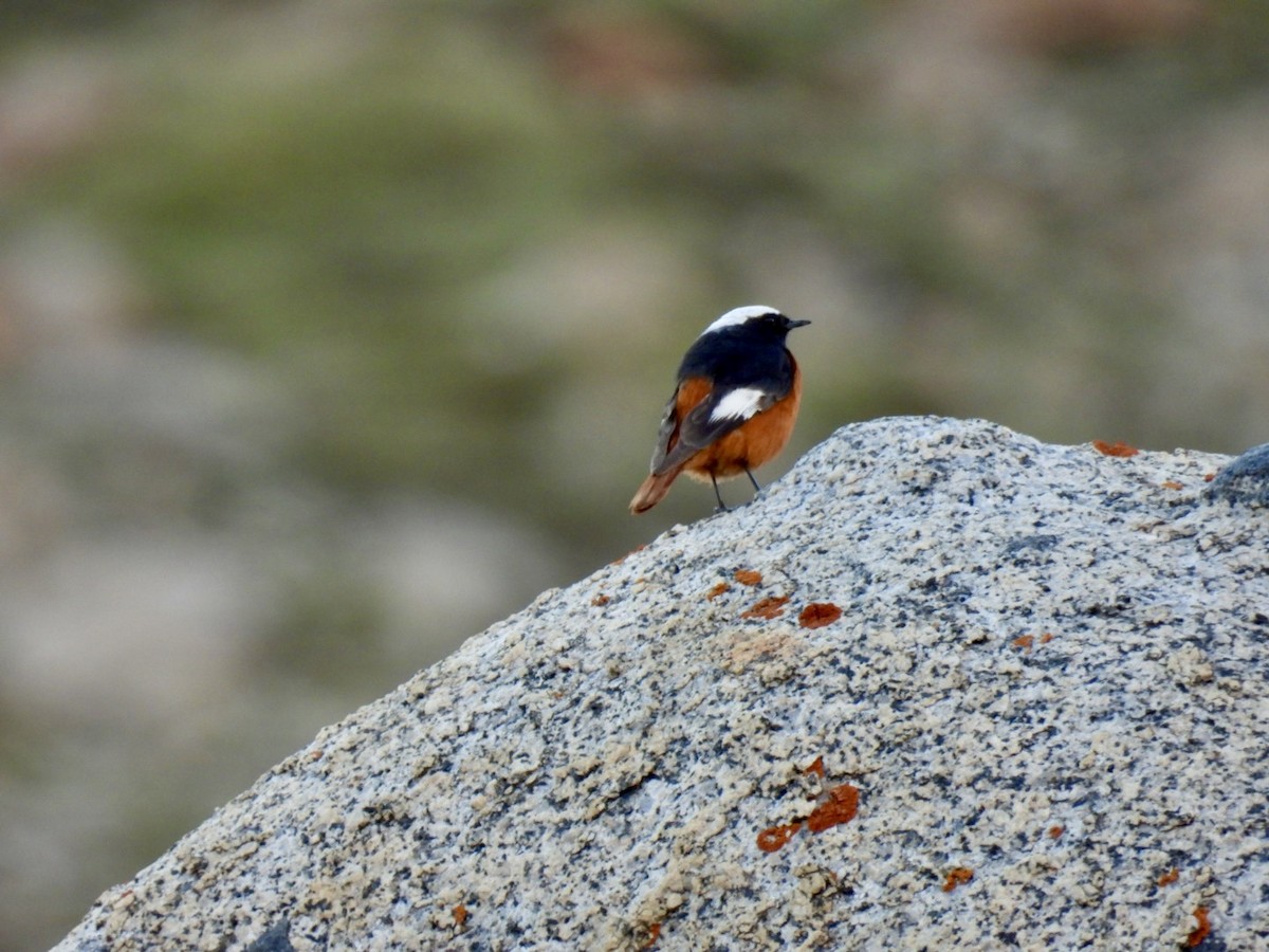 White-winged Redstart - ML637973701