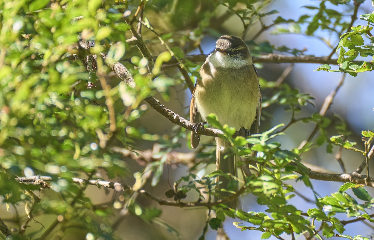 White-throated Tyrannulet - ML637973702