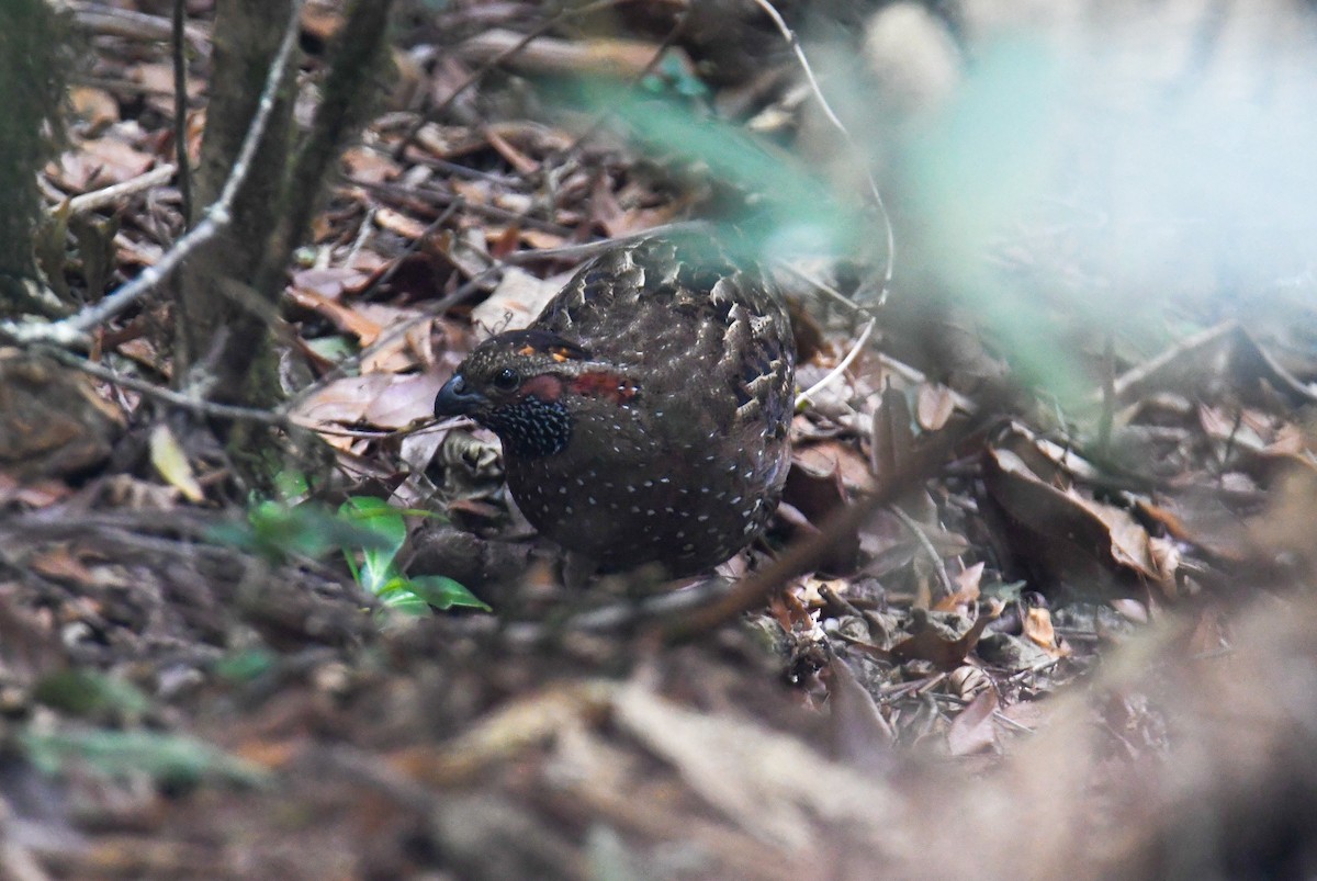 Spotted Wood-Quail - ML637973704