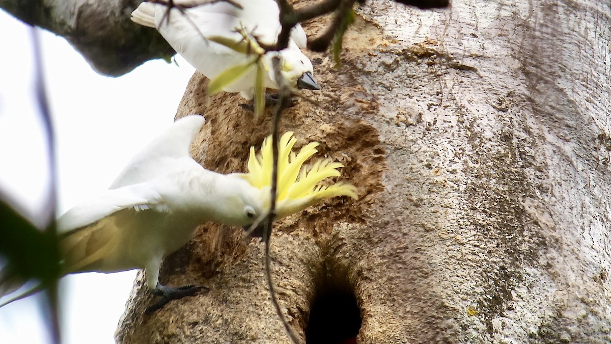 Sulphur-crested Cockatoo - ML637973760