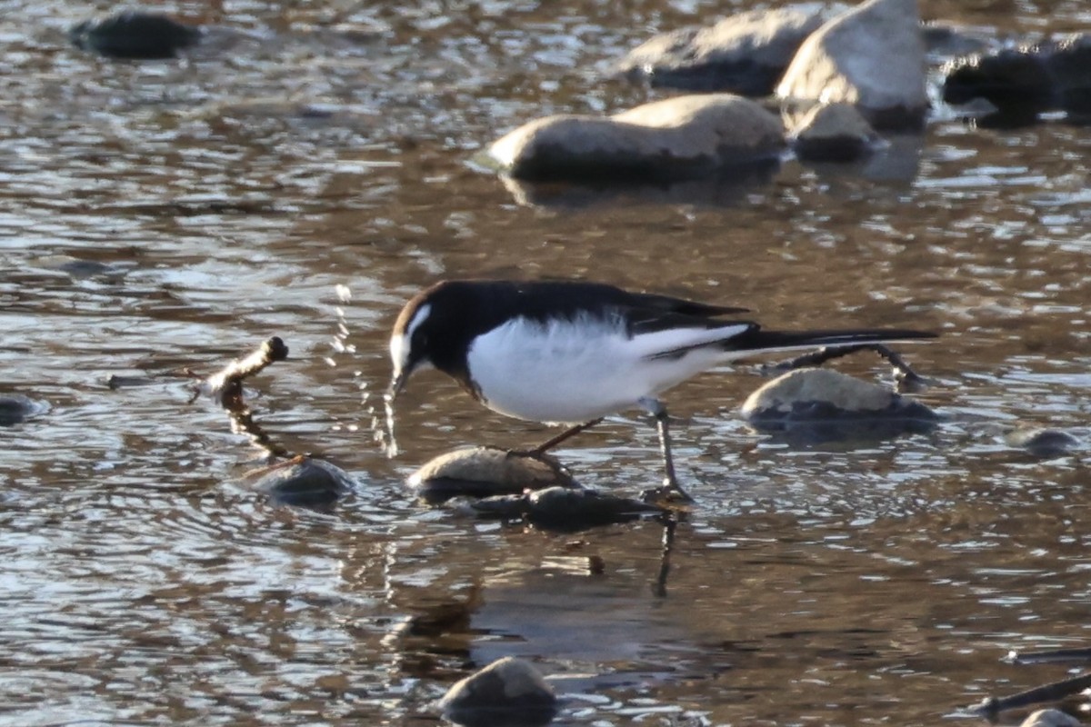 Japanese Wagtail - ML637973766