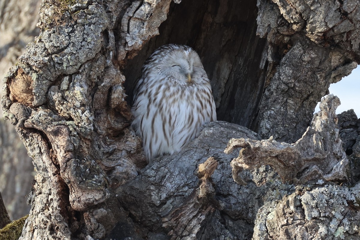 Ural Owl - ML637973843