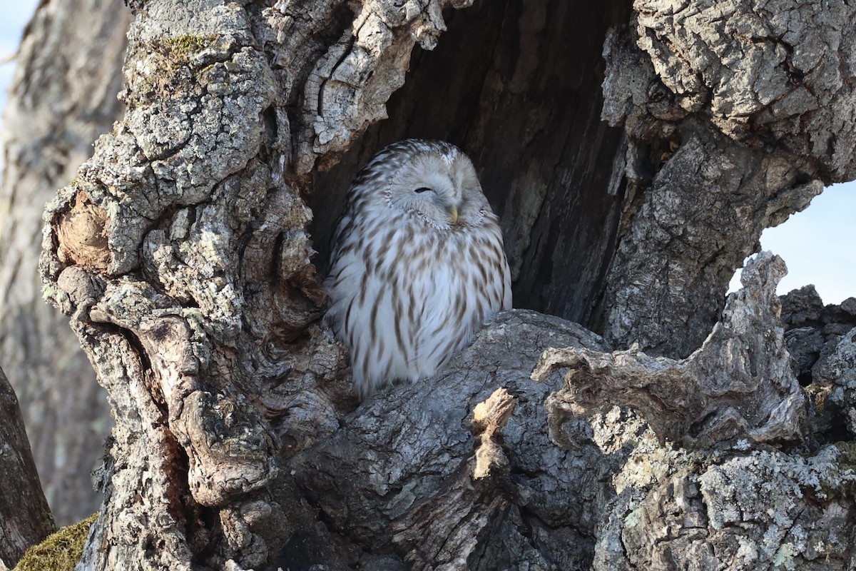 Ural Owl - ML637973844
