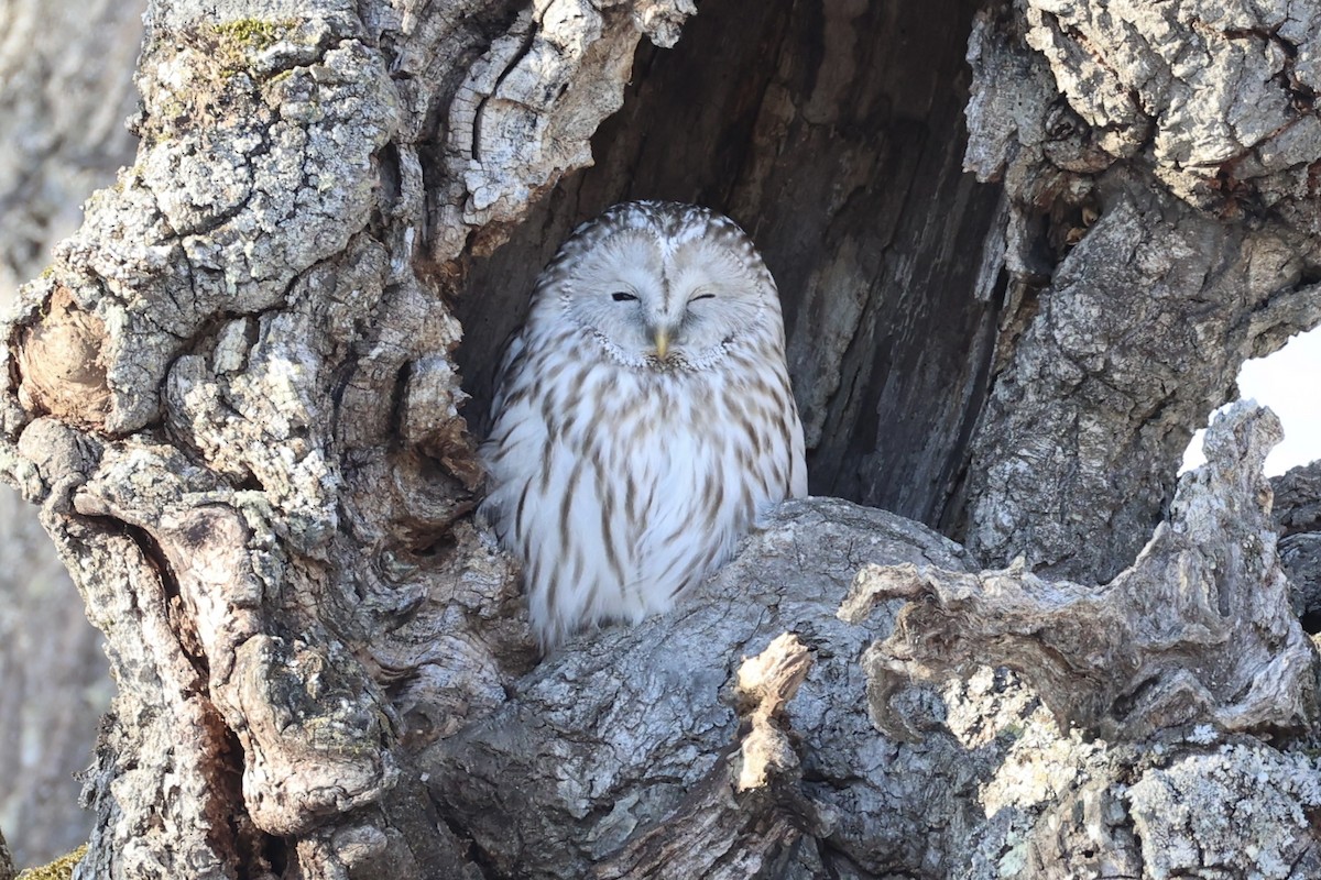 Ural Owl - ML637973845