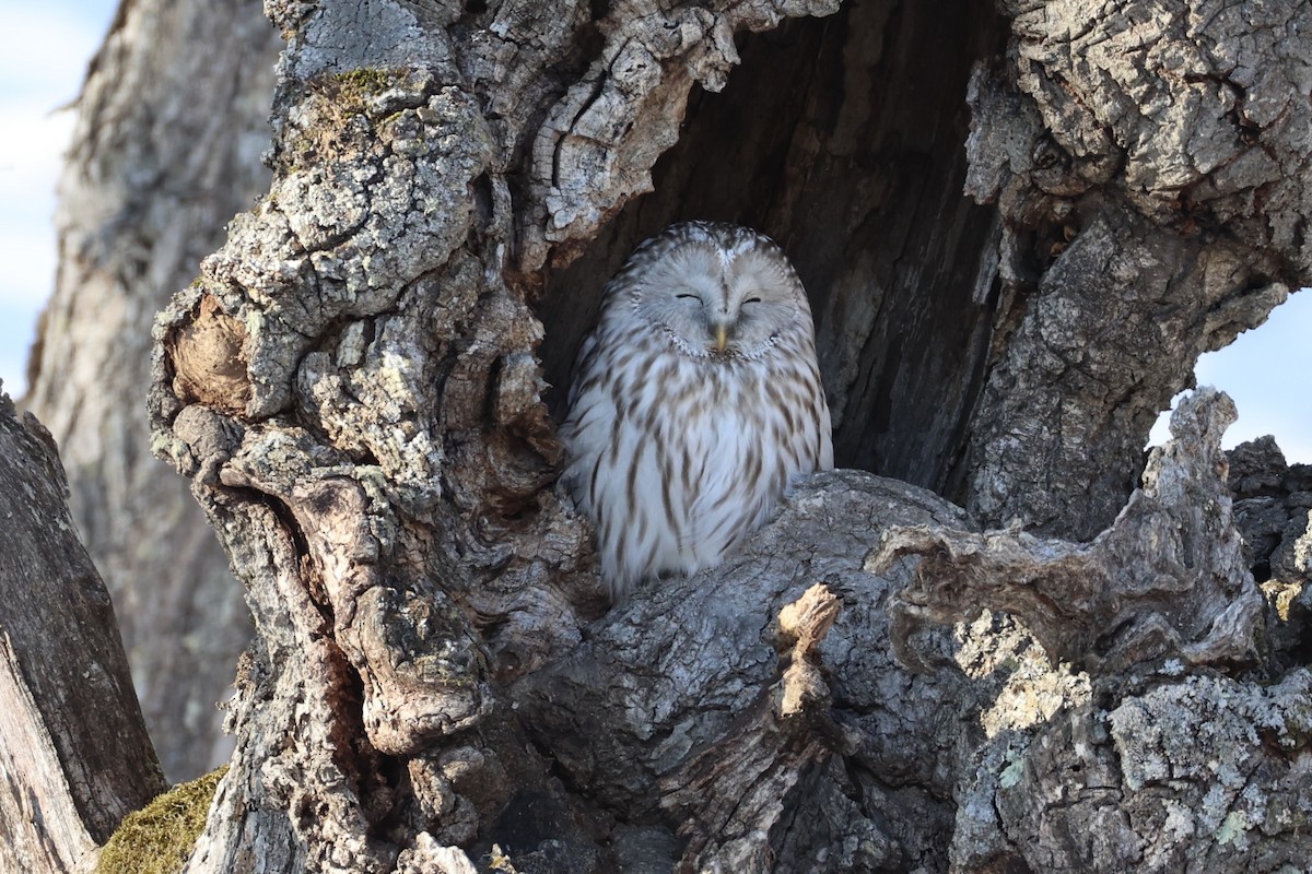 Ural Owl - ML637973846