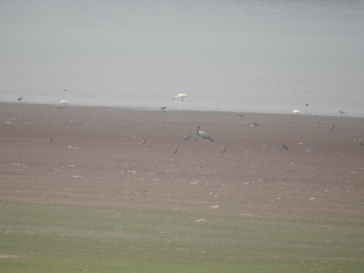 Demoiselle Crane - ML637973856