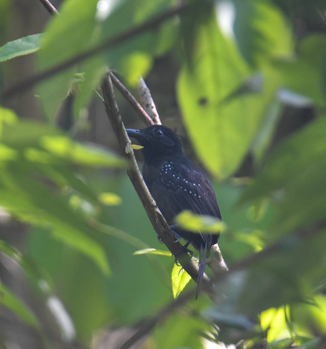 Black-hooded Antshrike - ML637973866