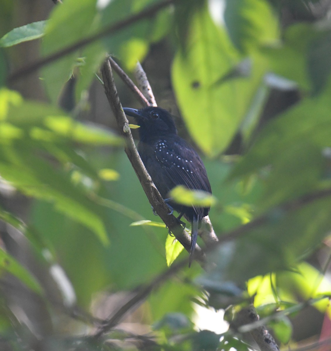 Black-hooded Antshrike - ML637973867