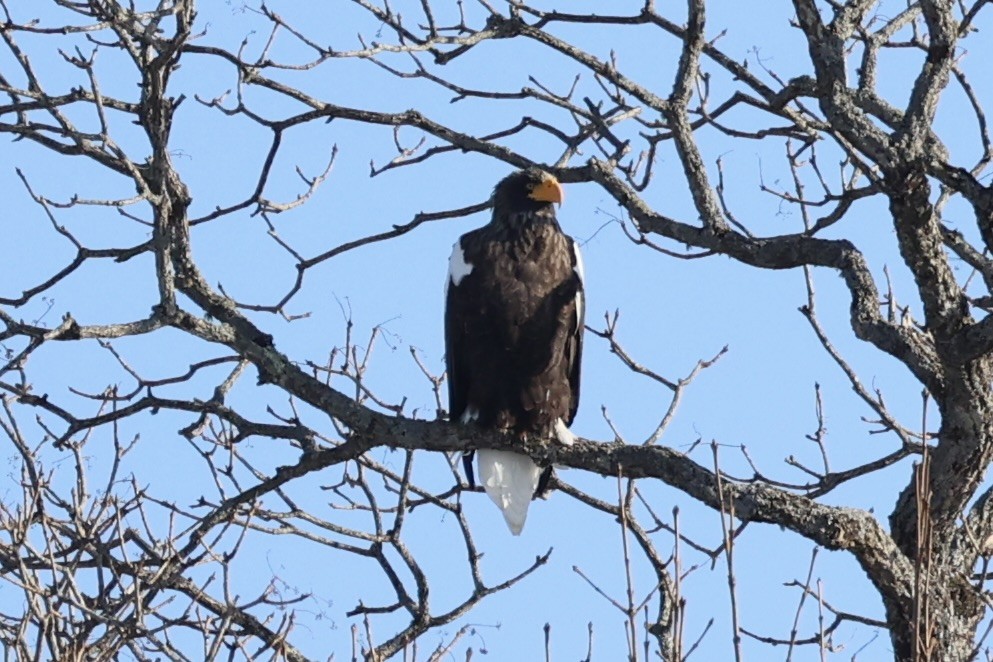 Steller's Sea-Eagle - ML637973869