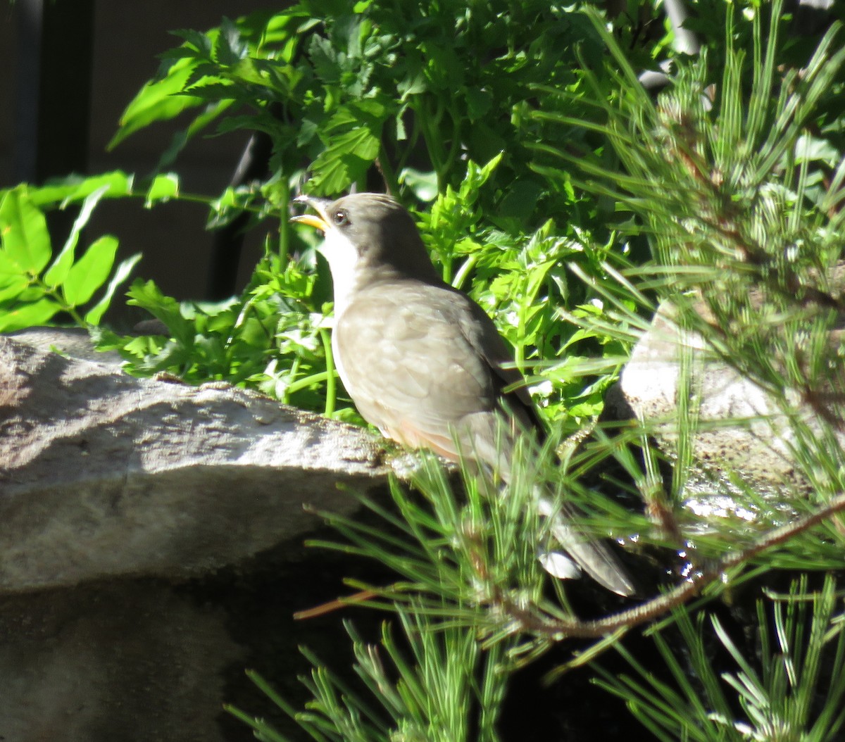 Yellow-billed Cuckoo - Anonymous