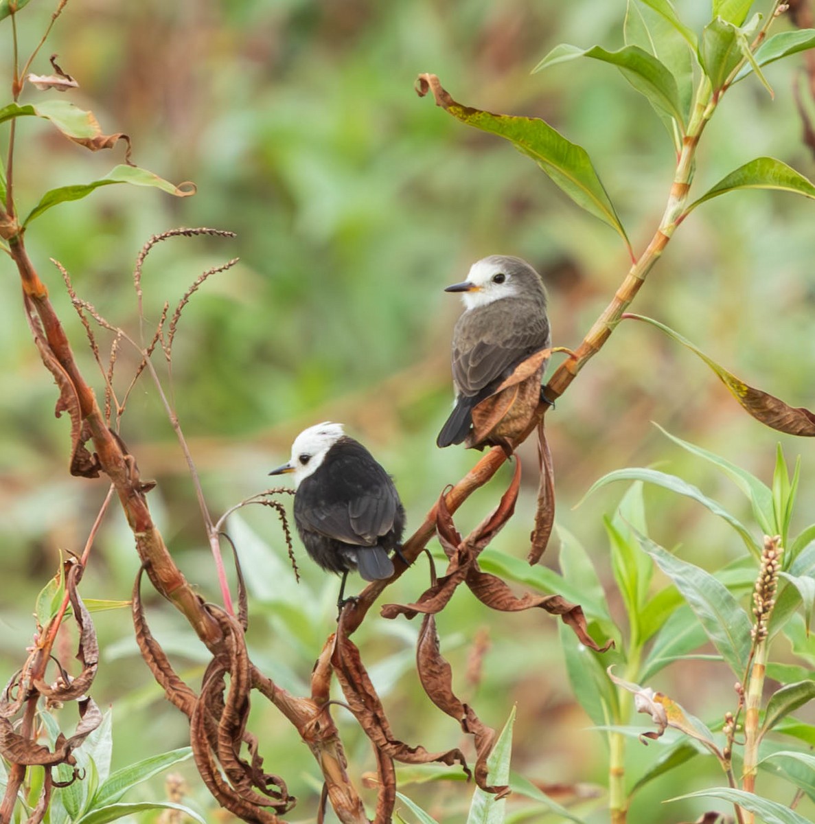 White-headed Marsh Tyrant - ML637973928