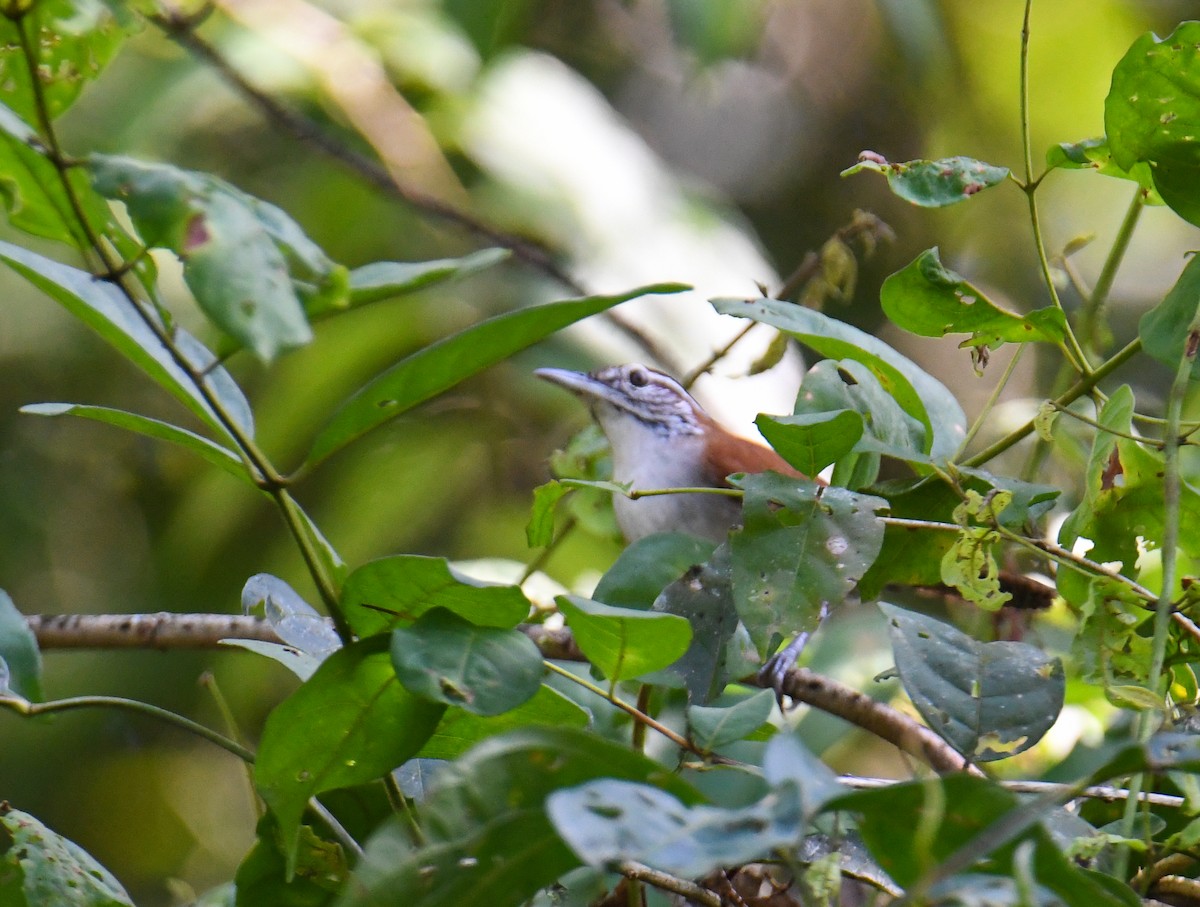 Rufous-and-white Wren - ML637973938