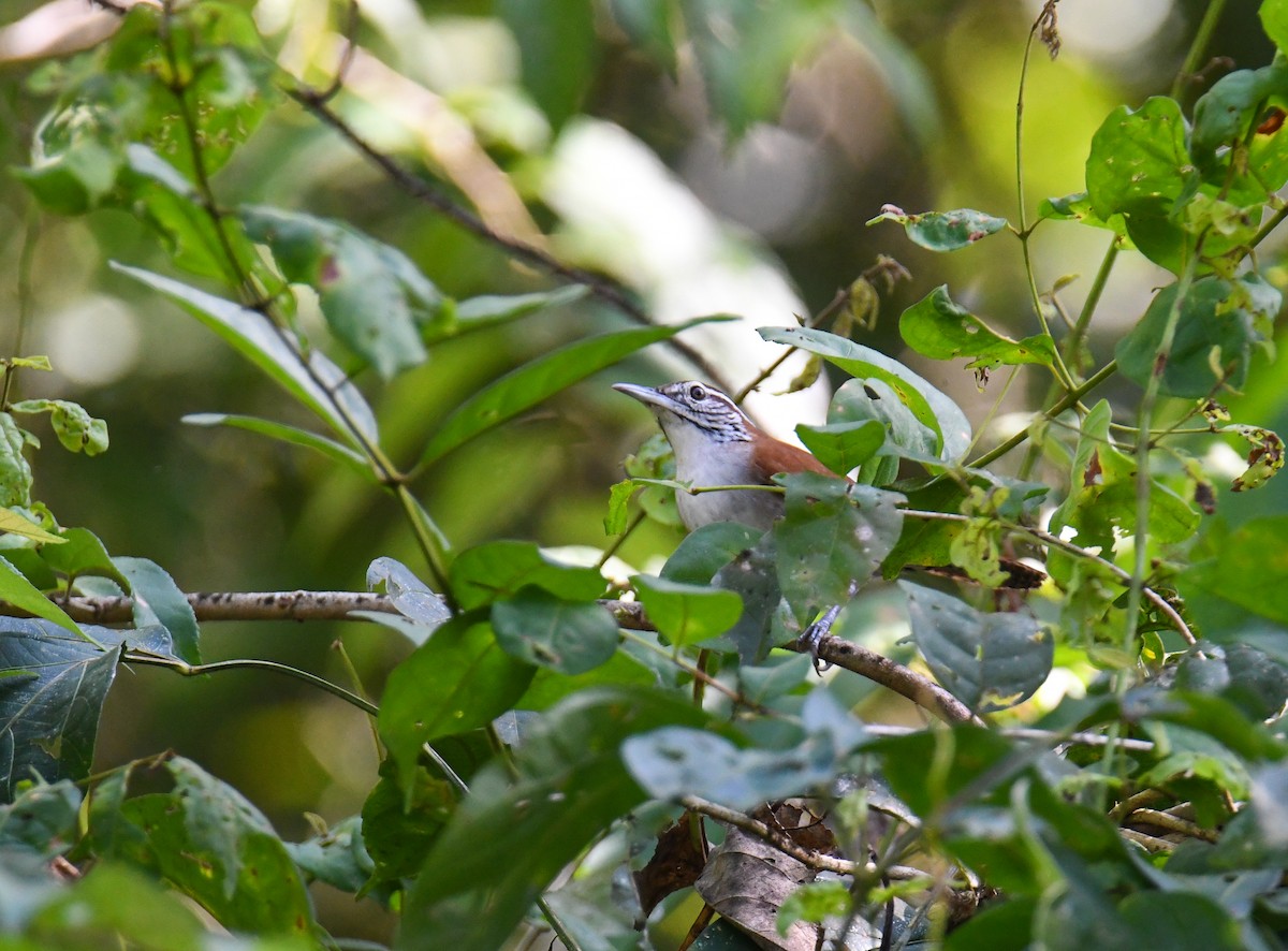 Rufous-and-white Wren - ML637973939