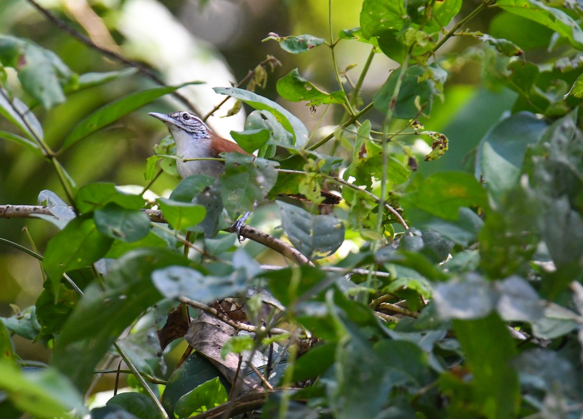 Rufous-and-white Wren - ML637973940