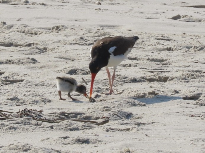 American Oystercatcher - Ruth Bergstrom