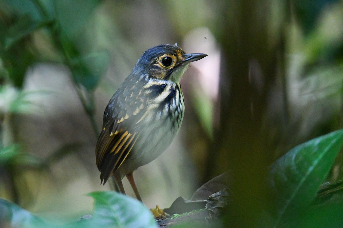 Streak-chested Antpitta - ML637973967