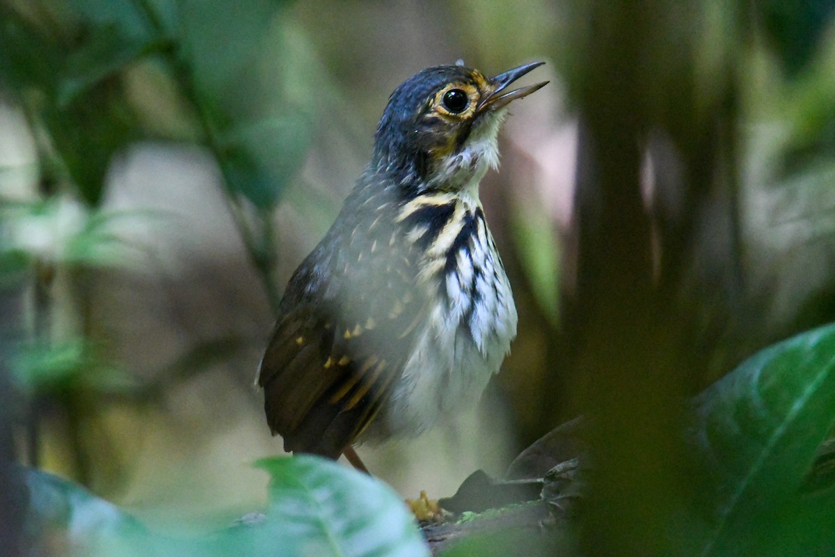 Streak-chested Antpitta - ML637973968