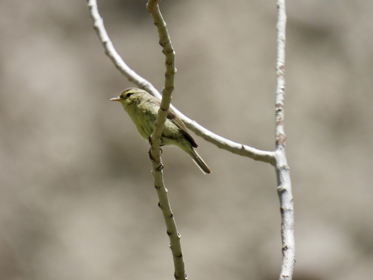 Tickell Çıvgını (affinis/perflavus) - ML637973974