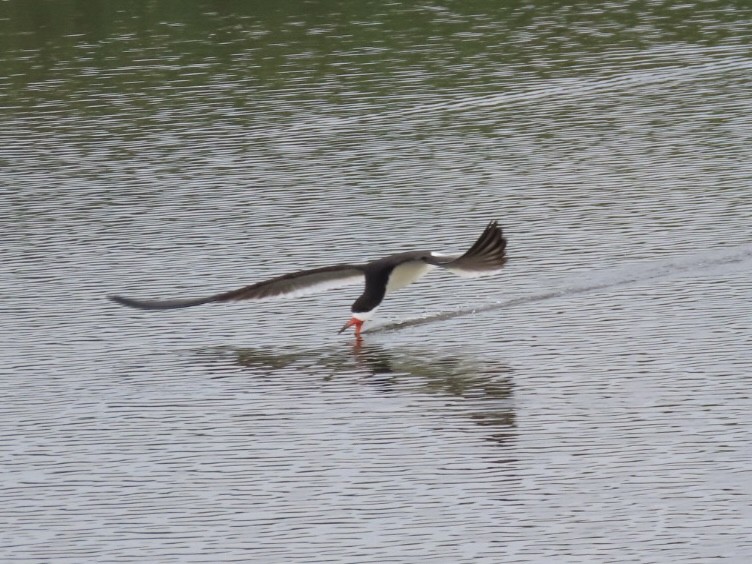 Black Skimmer - Ruth Bergstrom