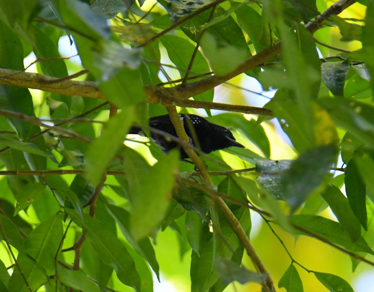 Dot-winged Antwren - ML637973983