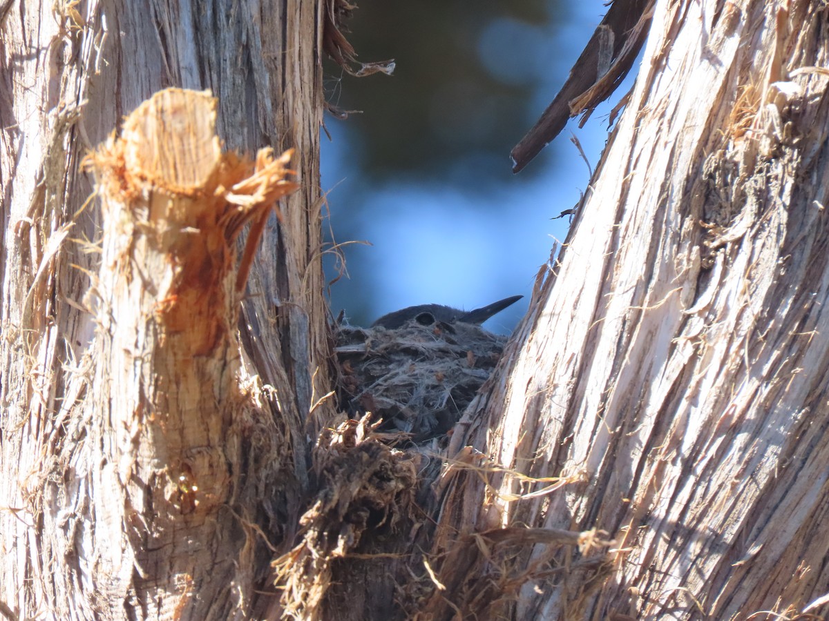 Blue-gray Gnatcatcher - ML637974010