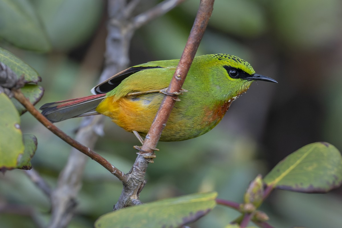 Fire-tailed Myzornis - ML637974019