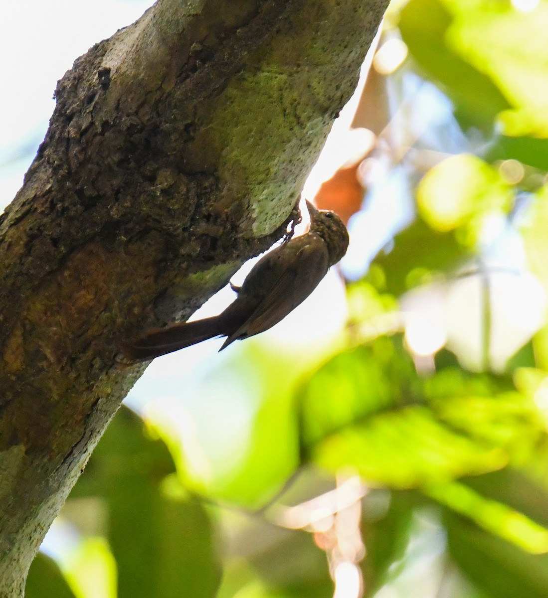 Wedge-billed Woodcreeper - ML637974022