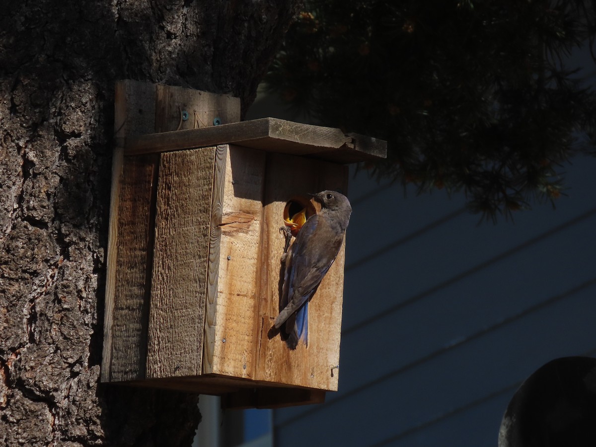 Western Bluebird - ML637974024