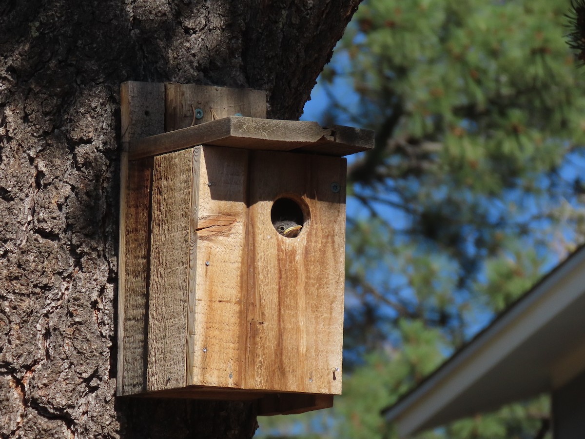 Western Bluebird - ML637974025