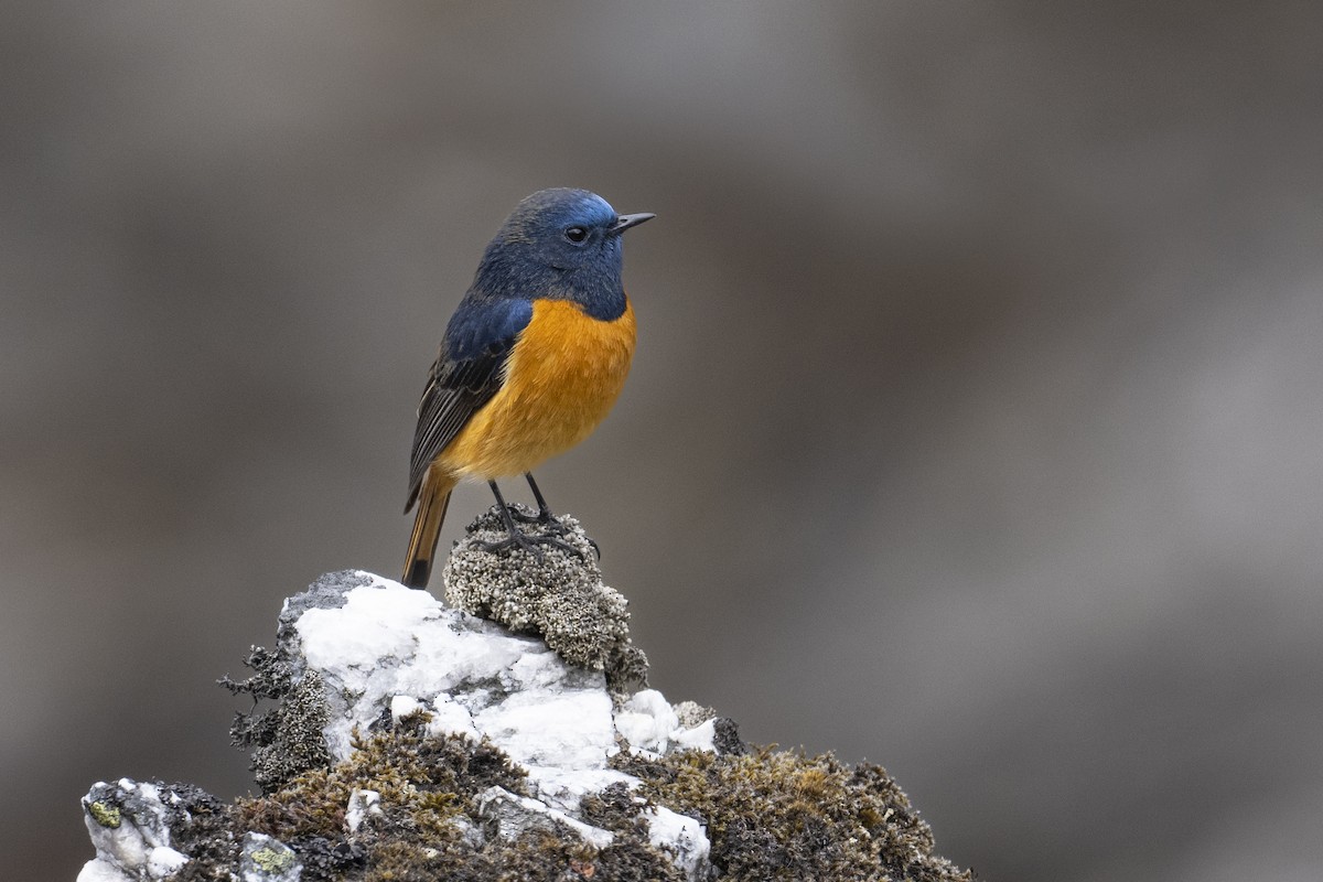 Blue-fronted Redstart - ML637974034